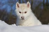 SIBERIAN HUSKY 727